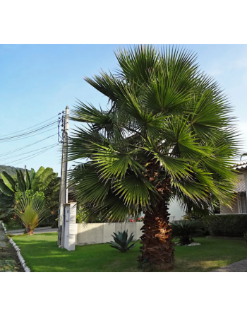 Palmeira Washingtonia