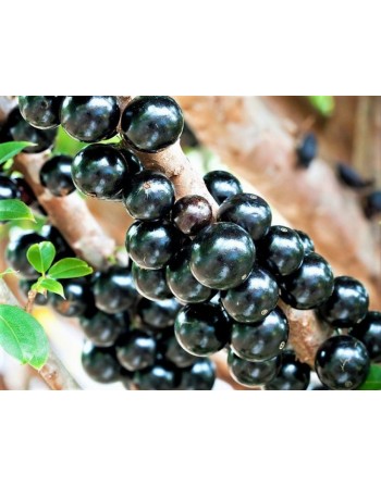 Jabuticaba Sabará 