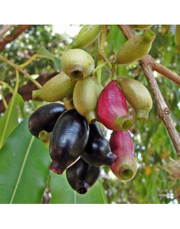 Jambolão